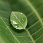 A close-up shot of a dewdrop on a leaf, demonstrating the beauty of simple natural phenomena.