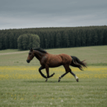 A majestic horse in motion, galloping through the lush green meadow.