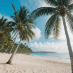 Nature's beauty shines on a tropical beach with swaying palm trees.