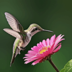 A nature scene featuring a hummingbird in action, enjoying floral nectar.