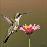 A hummingbird gathers nectar from a flower, a vital part of the ecosystem.
