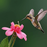 An energetic hummingbird feeds on nectar, surrounded by colorful petals.