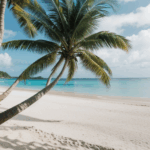 Palm trees lining a serene tropical beach, perfect for relaxation.