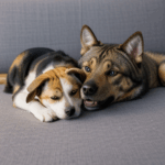 Pet companionship, a dog and cat nestled together.