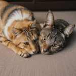 Pet friendship captured as a dog and cat cuddle.