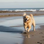 Golden retriever on a playful adventure in the sand, under the sunny sky.