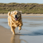 Golden retriever catching the sea breeze, enjoying the vast beach space.
