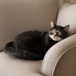 A charming cat with a content expression sleeping on a plush armchair, exuding warmth and tranquility.