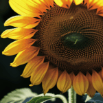 A sunflower in full bloom, displaying rich yellow petals and a robust center.