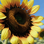 Botanical art captured in a sunflower's intricate petal design.