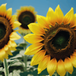 Detailed view of a sunflower's center, highlighting its rich textures.