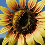 Floral photography showcasing the beauty and detail of a sunflower.