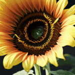 Nature's beauty captured in a sunflower's vivid yellow petals and dark center.