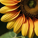 A single sunflower swaying gently in the breeze, caught on camera.