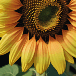 A serene nature scene featuring a sunflower in full bloom.