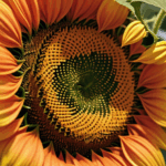 Captivating close shot of a sunflower's vibrant yellow petals.