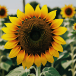 A sunflower acting as a pollinator plant, attracting bees and insects.