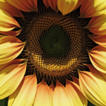 Sunlight illuminating a sunflower, accentuating its vibrant yellow hues.