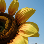 Close-up of a sunflower's textured petals and delicate details.