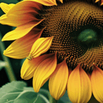 Yellow bloom of a sunflower standing out against a green backdrop.