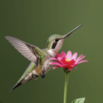 A tiny hummingbird hovers near a flower, sipping sweet nectar with precision.