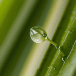 A tiny dewdrop perched on a leaf, epitomizing the delicate beauty and perfection found in nature.
