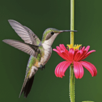A tiny bird enjoys nectar from a flower, a testament to nature's balance.