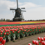 A traditional windmill standing majestically in a colorful tulip field, showcasing the harmonious blend of nature and history.