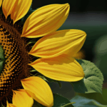 A blooming sunflower with bright yellow petals reaching towards the sky.